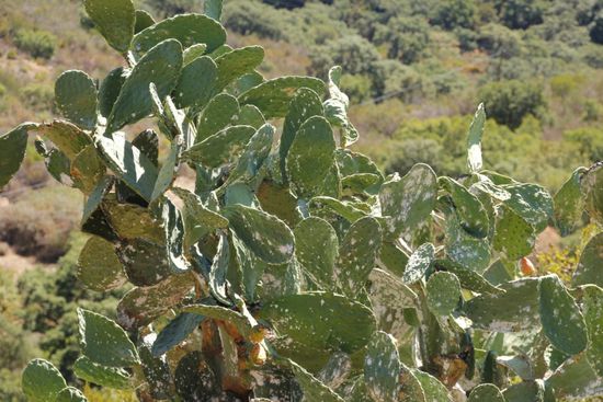 überall wachsen unterschiedliche Kakteen