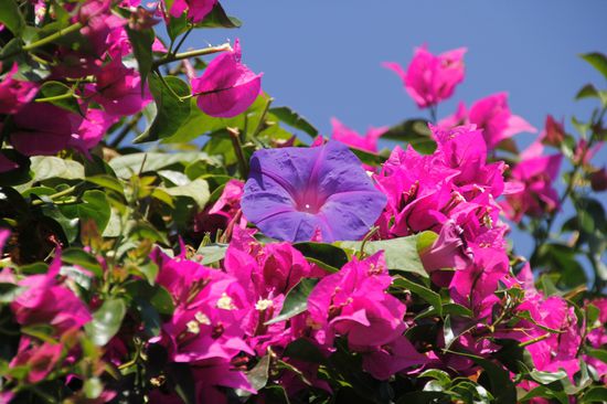 und es blühen wunderbare Blumen