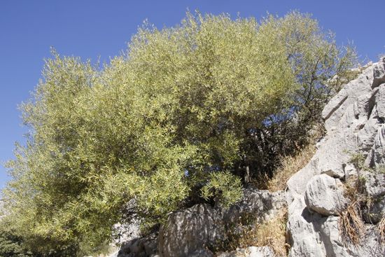 dies ist ein wilder Olivenbaum
