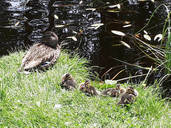 süß die Kleinen.....