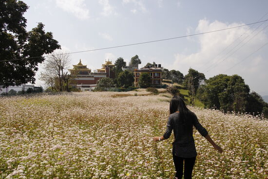Hinter dem Kloster entdecken wir diese Blumenwiese. Binu ist total begeistert!