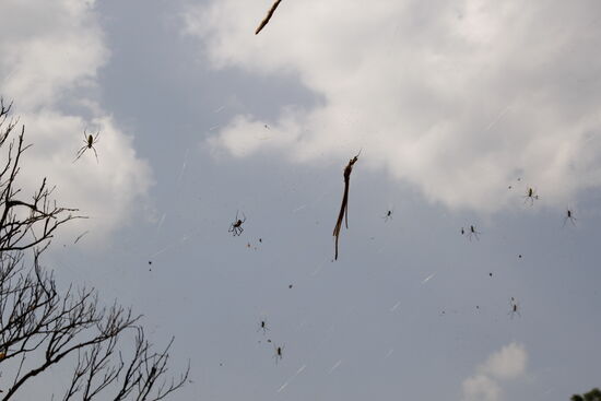 überall Spinnen - pfui!