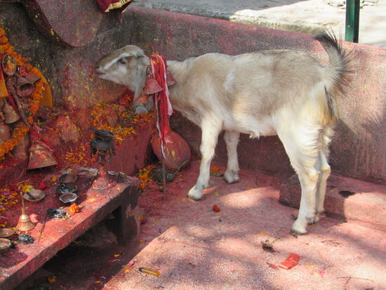 Die Ziegen suchen überall nach Fressen