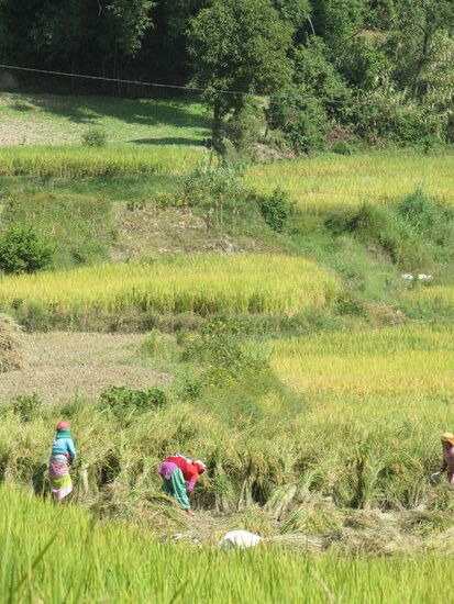 überall sieht man Frauen bei der Ernte