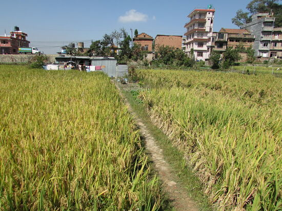 Es ist Zeit zum Ernten, daher sind die Reispflanzen bereits zu kleinen Bündeln gebunden