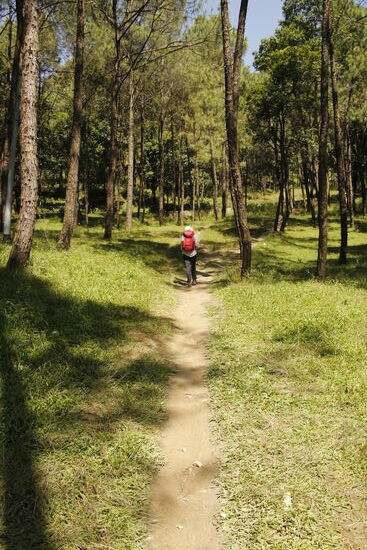 weiter geht es nach Oben durch den Wald