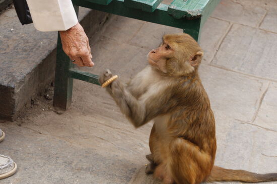 der Süße Affe bekommt einen Keks - obwohl überall steht man soll die Tiere nicht füttern!