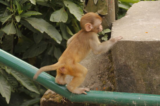 überall sind im Moment auch Baby Affen, aber vor den Müttern muss man sich in Acht nehmen!