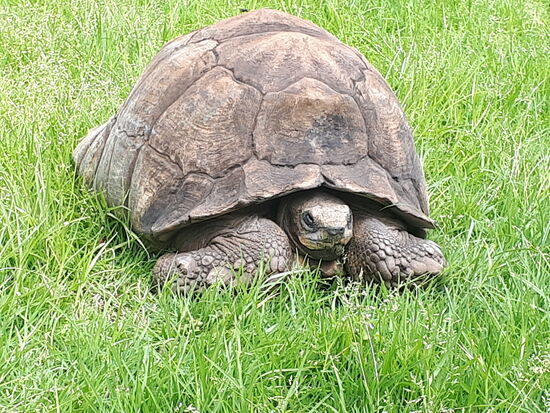 hier auf dem Gelände leben Riesenschildkröten