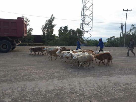 Ziegenherde Mitten auf der Strasse