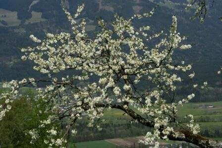unser Zwetschgenbaum!
