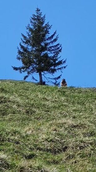 und wieder seh ich ein Murmeltier oben auf dem Hügel sitzen. Da Hunde unterwegs sind, lässt es aber gleich einen schrillen Pfiff ab um die Anderen zu warnen und verschwindet in seinem Bau.