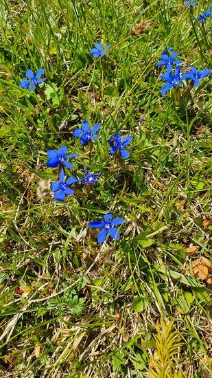 überall am Wegrand sind Blumen zu finden.