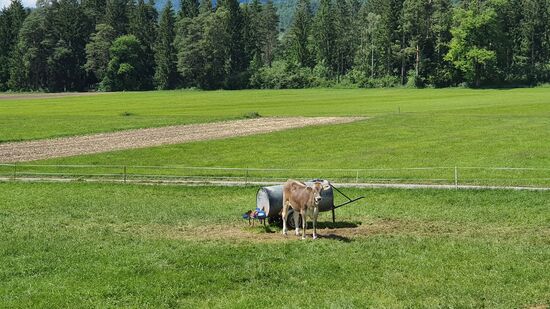 Viele Küche und Rinder sind schon auf den umliegenden Weiden zu sehen.