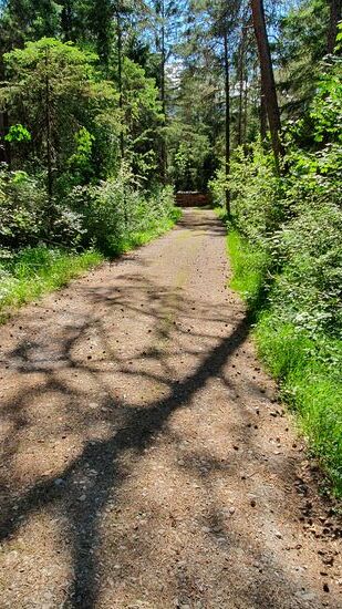 und später geht es durch den Wald, zum Glück meist schattig und angenehm zu laufen