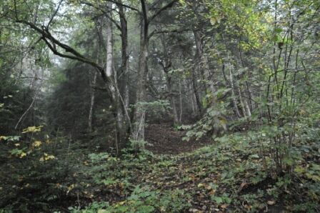 Ein Blick in den Wald