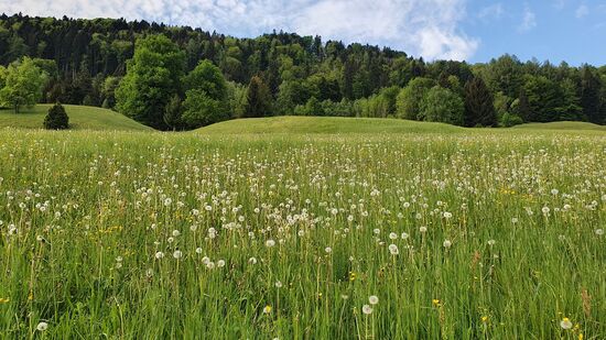 während auf den umliegenden Wiesen der Löwenzahn bereits verblüht ist,.....