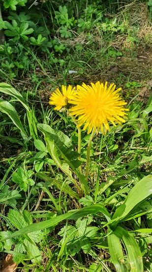 ....blüht er im Wald erst