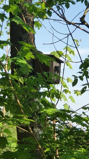 Den Vogel beim füttern gut getroffen!