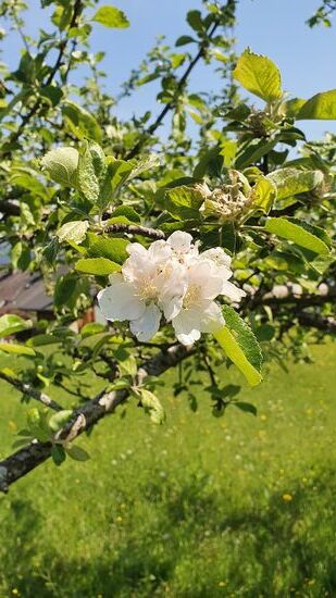 eine der letzten Blüten auf dem Kirschbaum