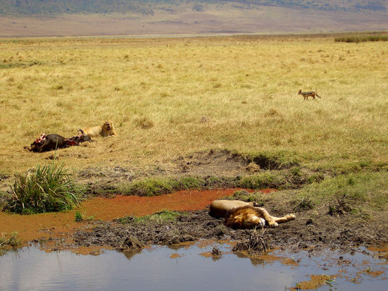 man beachte den Schakal rechts hinten!