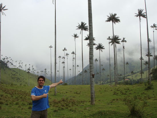 Nationalbaum von Kolumbien