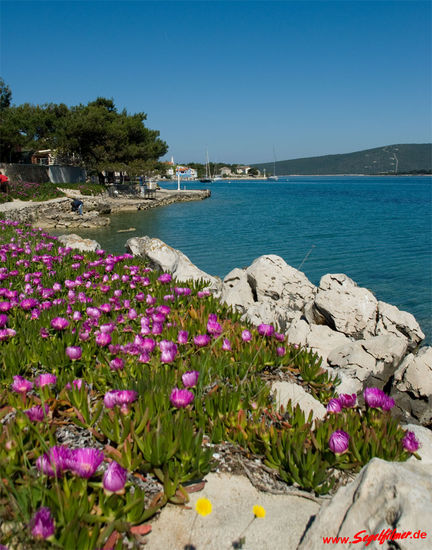 Blumen- und Blütenträume