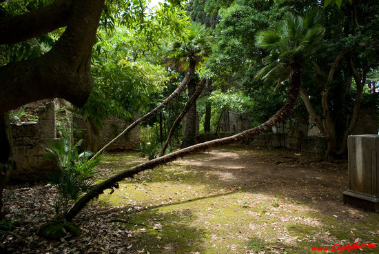 Exotische Pflanzen lassen uns Lokrum wie den Paradiesgarten erscheinen. Hier gedeihen 500 verschiedene Pflanzen- und 200 Kakteenarten.