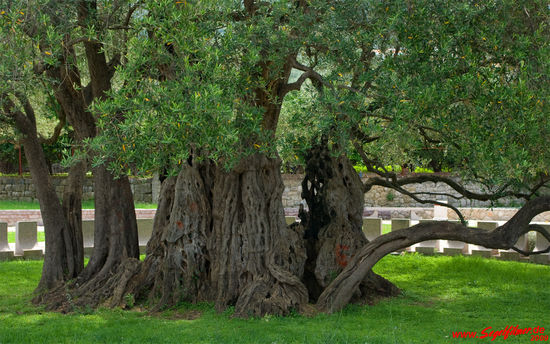 Der 2000 Jahre alte Ölbaum