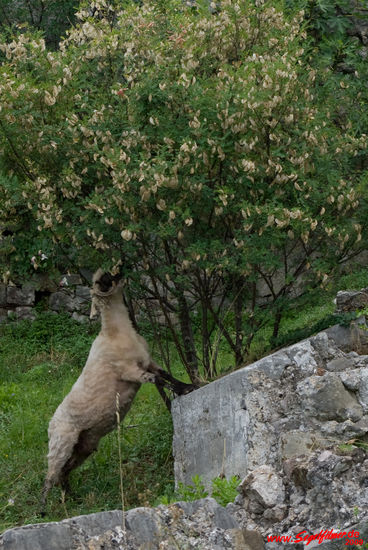 Schafe mähen und ernten in Stari Bar