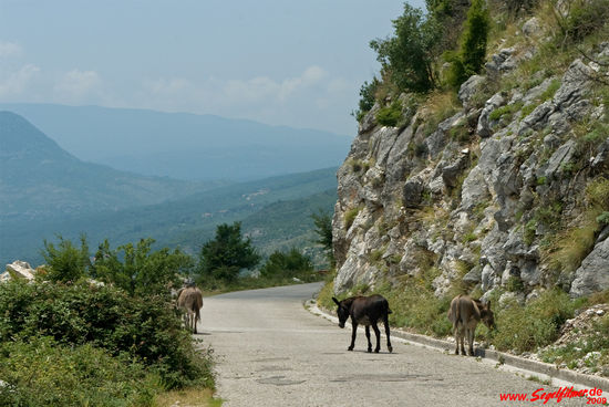 Die lieben Esel, die so friedlich und ganz ohne Furcht vor den teilweise doch recht flotten montenegrischen Verkehrsteilnemern ihres Weges auf dieser Serpentinenstrasse ziehen. Sie sind moderne Esel und haben sich offenbar längst an den Verkehr gewöhnt.