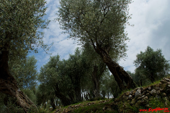 Ölbaumanlagen. Zwischen Bar und Ulcinj stehen unzählige Olivenbäume, manche konrrig und verkrümmt. Viele von ihnen sind uralt. Dort wird Olivenöl in hervorragender Qualität gepresst, auf welchen die Montenegriner zu Recht stolz