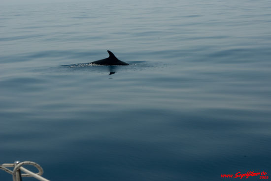 Ein einsamer Delphin durchstreift das Gewässer