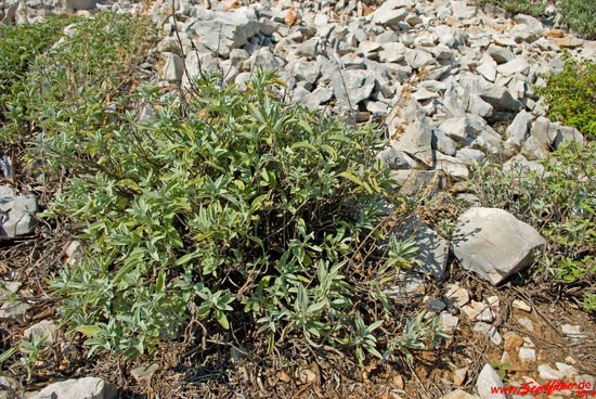 Beim Picknick legen wir uns selbstgepflückten frischen Salbei auf den Schinken