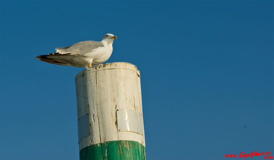 Die Sitzplätze auf den Dalben sind sehr begehrt.