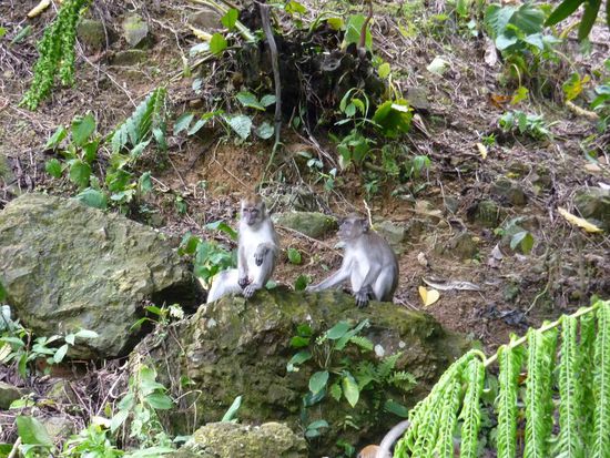 Affen vor der Haustuere