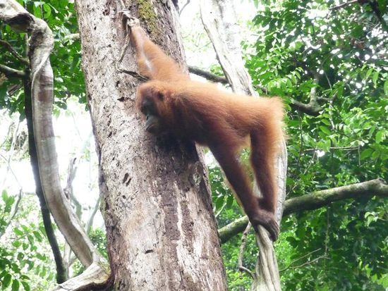 Etwas spaeter kam dann auch noch ein Jungtier aus dem Jungel, direkt hinter uns!