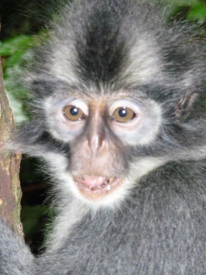 Monkey, der genaue Name weiss ich nicht mehr