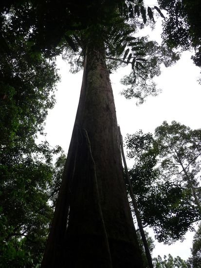 Urwaldriese
Echt riesig!!!