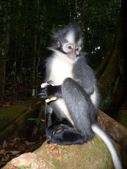 Der hier war sehr nahe bei uns. Vermutlich aber auch nur weil die Guides ihm eine Banane gaben