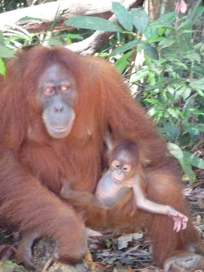 Sie haben sie uebrigens nicht gefuettert! Das ist nicht erlaubt, da sie sich sonnst wider an gefuettert werden gewoehnt.