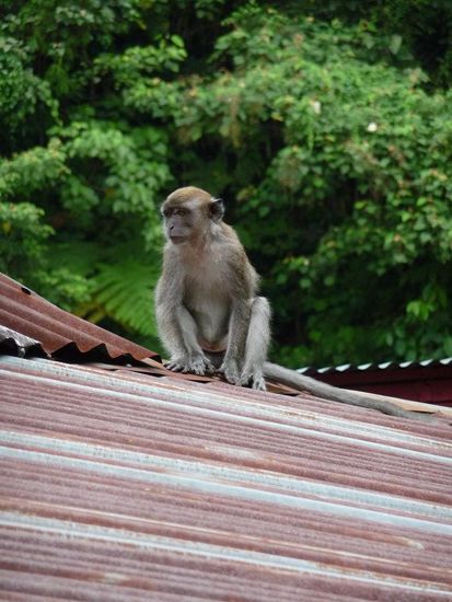 Zurueck im Guesthouse, entdeckten wir Affen welche ueber das Dach vor unserem Balkon kletterten.