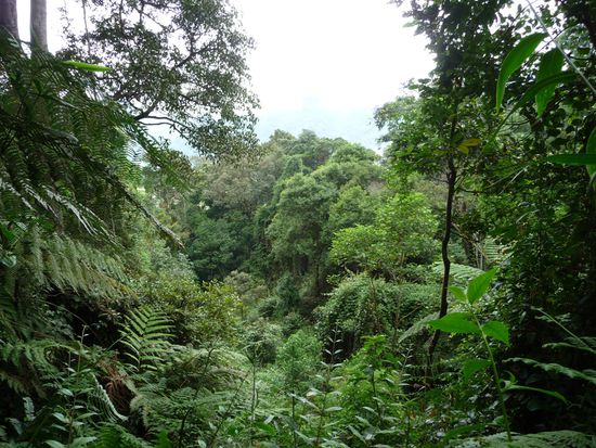 Und wieder im Dschungel