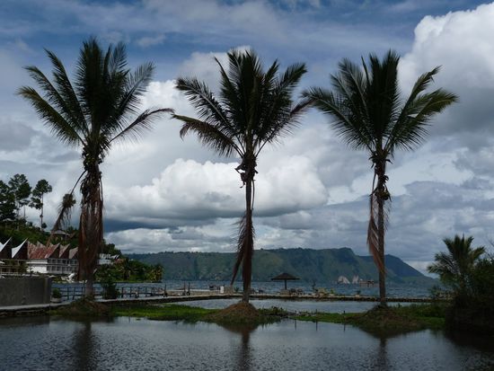 Auch Palmen gabs zu bestaunen!!!