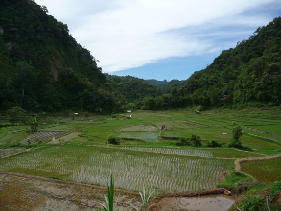 Reisfelder auf dem Weg zur Raflesia