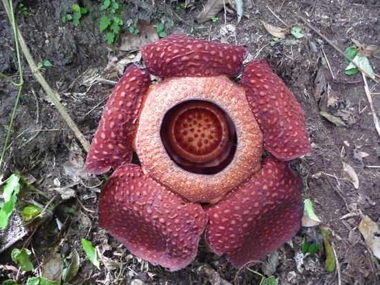 Die groesste Blume der Welt!
Diese hier hatte einen Durchmesser von 60cm!!!