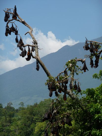 Die Flughunde
noch am abhaengen 