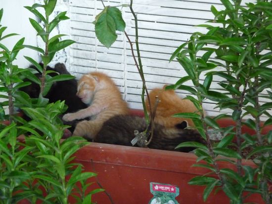 Katzenbabys in einer Blumenkiste. Katzen sind hier allgegenwaertig