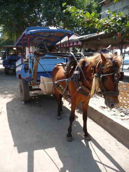 Das ist das einzige Transportmittel auf Gili T