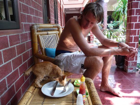 Katze beim Morgenessen 